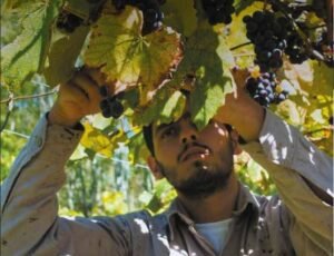 Descubrí y disfruta del enoturismo de bodegas en La Provincia de Buenos Aires
